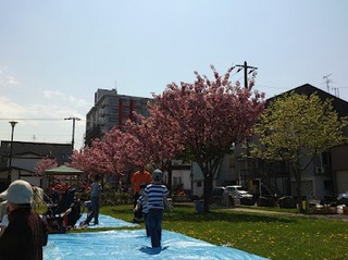満開桜.jpg
